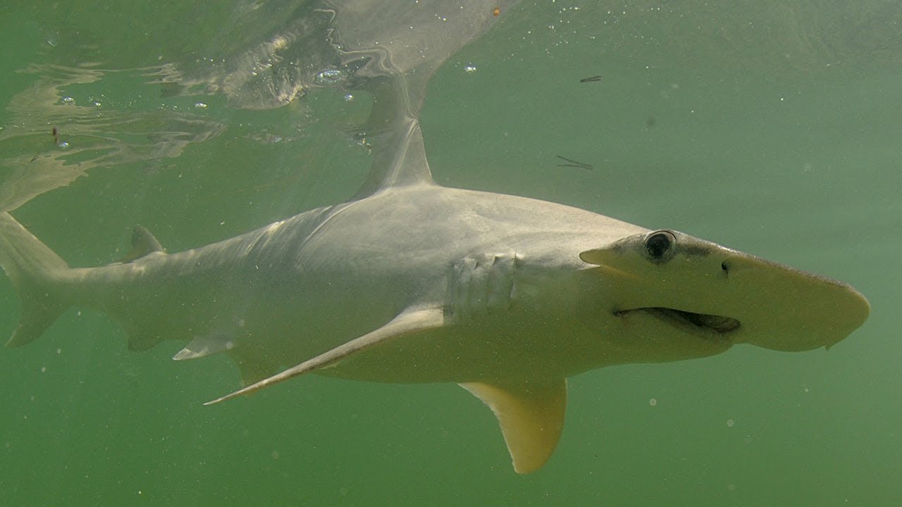 Catching BONNETHEAD SHARKS On Artificial Shrimp Lures (Tips & Tricks) 