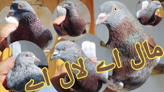 مال اے لال اے مال اے کمال اے شوقین بھائیوں کے لئے 6 پیس کمال کے 03255240630 کال اینڈ واٹس اپ