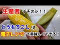 生産者おすすめ！とうもろこしは電子レンジが簡単で美味しさUP！