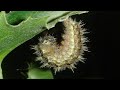 Caterpillar Changes To Cocoon Timelapse - How Caterpillars Make Cocoons