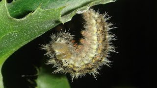 Caterpillar Changes To Cocoon Timelapse - How Caterpillars Make Cocoons by Birdy Official 1,054 views 10 months ago 50 seconds