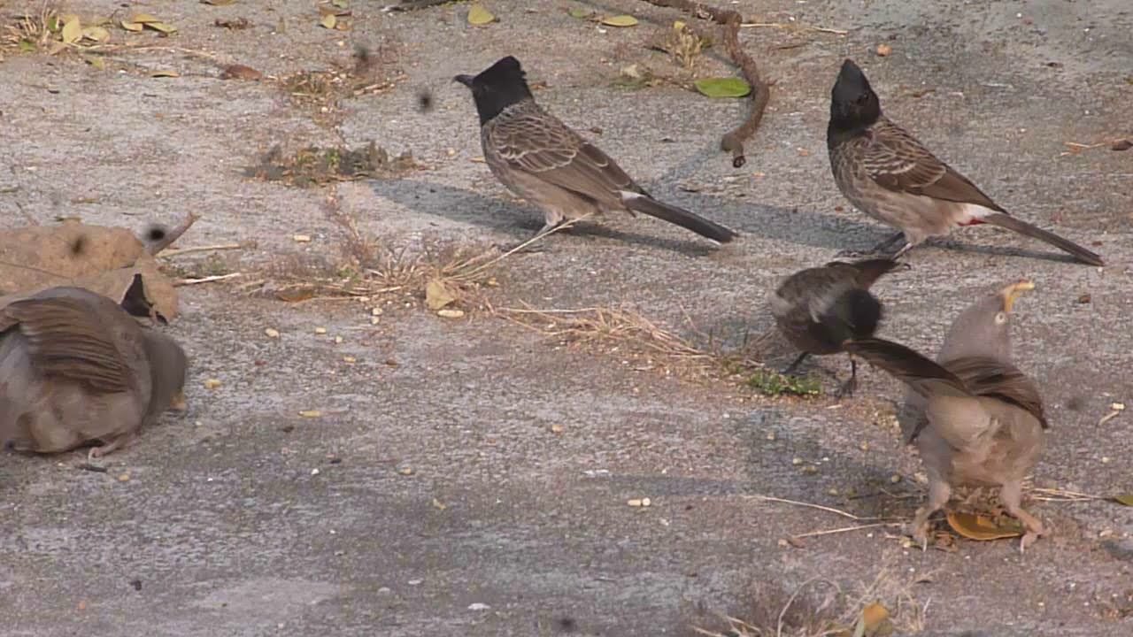 Jungle Babbler and Red vented bulbuls 