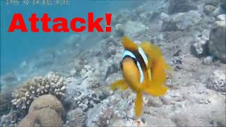 Attacked by a clown fish (Nemo!) while snorkeling!