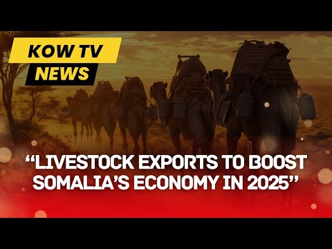 Livestock Exports To Boost Somalia S Economy In 2025