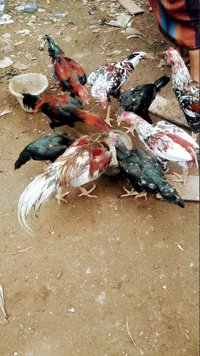 ngasih makan ayam aduan