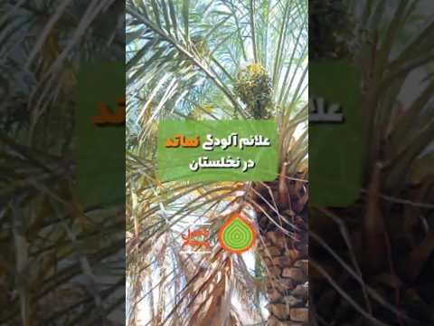 علائم آلودگی نماتد در نخلستان