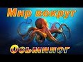 Осьминог каннибал напал на другого осьминога