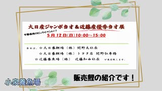 2024年５月１２日大日産ジャンボ当才&近藤産優秀当才展〜販売鯉紹介〜＃大日養鯉場＃大日トヨタ店＃近藤養魚場＃小泉養魚場