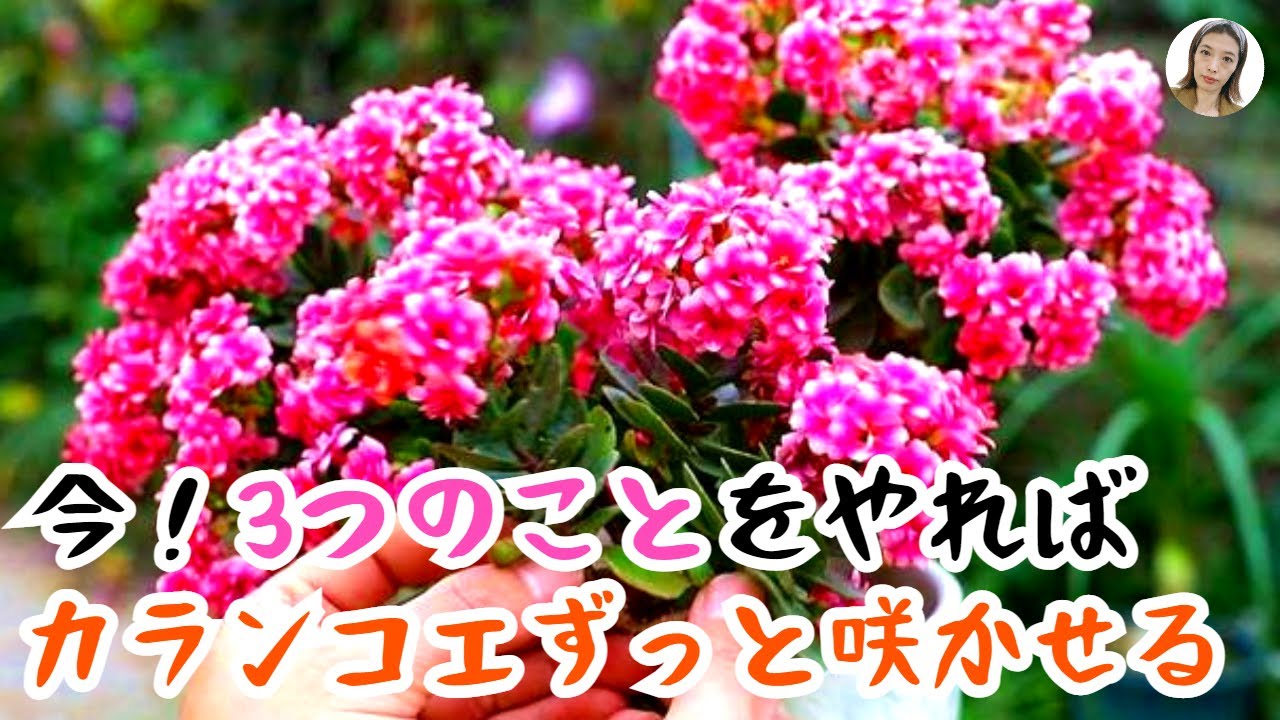 カランコエの育て方、カランコエの花を咲き最中に、3つのことをやれば