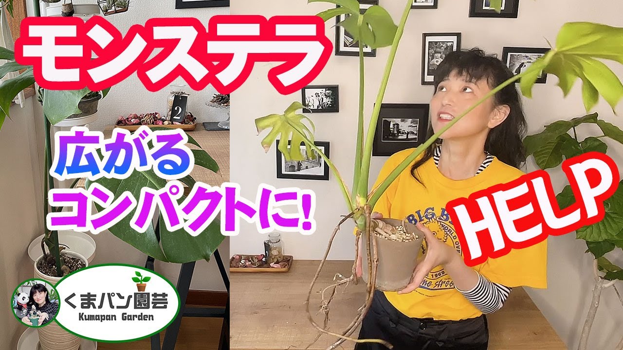 広がり続けるモンステラの対処 観葉植物 くまパン園芸 Youtube