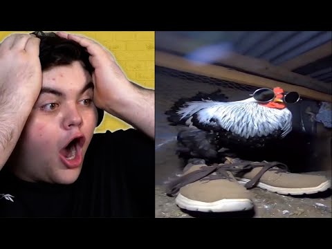 8 Min of Bizarre Memes