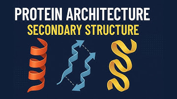 Secundaire structuur van eiwitten | Biochemie-animatie voor CSIR NET en Life Science-examens