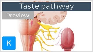Taste pathway: steps and diagram (preview) - Human Neuroanatomy | Kenhub