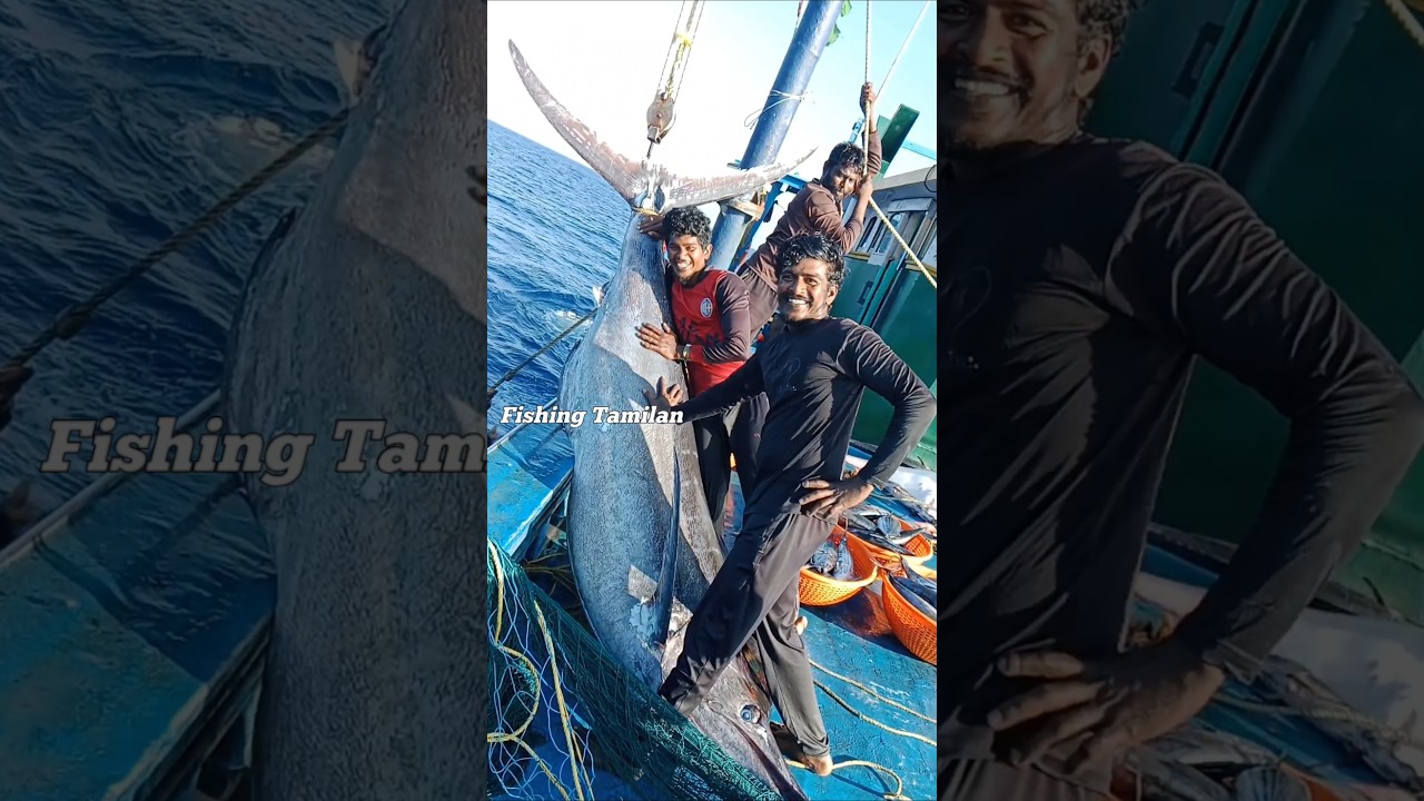 💢😎💥 massive biggest kola fish caught in the deep sea||