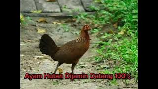 Suara Ayam Betina Minta Kawin | Ayam Hutan Jantan Pasti Langsung Datang 100%