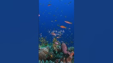 سورة الضحى {5-11} القارئ بيشه وا الكردي