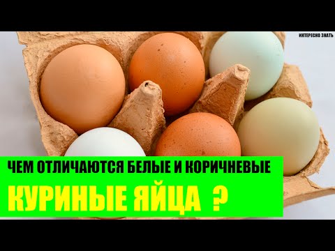 Видео: Разница между коричневыми и белыми яйцами