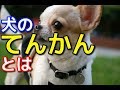 【愛犬のための知識】犬の「てんかん」とは【犬を知る】