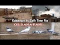 Kabootar bazi  season on ha  kohat pigeons club pigeon kabooter hashimmahmoodpigeons