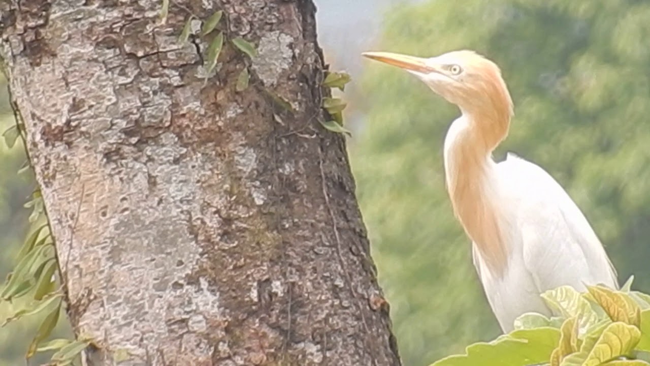 indian pond heron bird hd video in nepal, cutest wild birds so loving sight