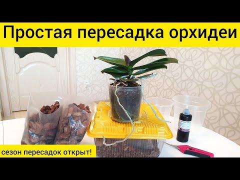 Пересадка орхидеи в кору || Простая быстрая пересадка орхидеи