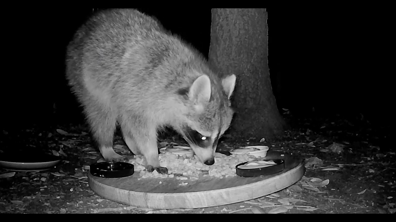 Cute Raccoon and little skunk with no tail 🥹🦨