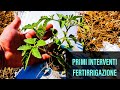 Prime Fertirrigazioni Pomodoro nell'Orto #7