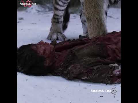 Великий тигр 2015