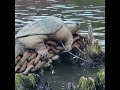 Meet ‘Chonkosaurus,’ the Chicago River’s massive, fat snapping turtle