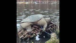 Meet ‘Chonkosaurus,’ the Chicago River’s massive, fat snapping turtle