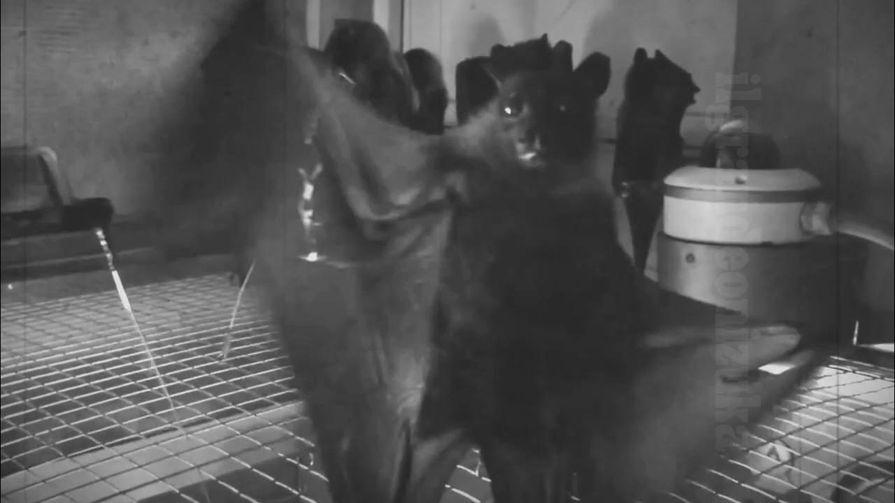 Buffalo Bat Dance Goodbye Horses (the silence of the lambs) YouTube