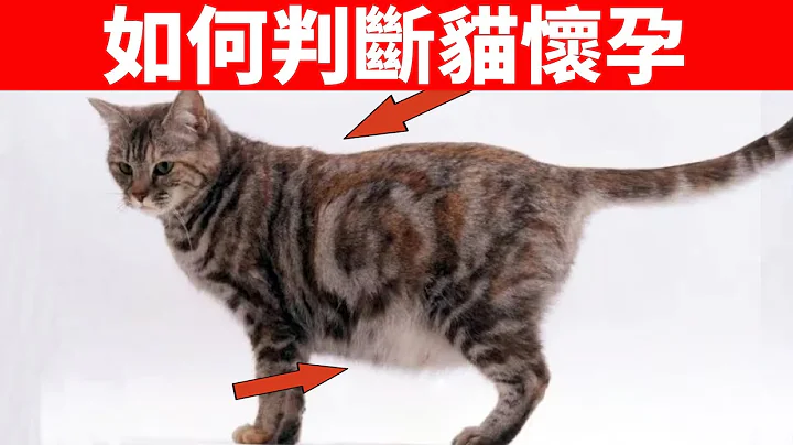 如何判断猫是否怀孕？如何照顾怀孕的猫？【初识猫咪EP23】 - 天天要闻