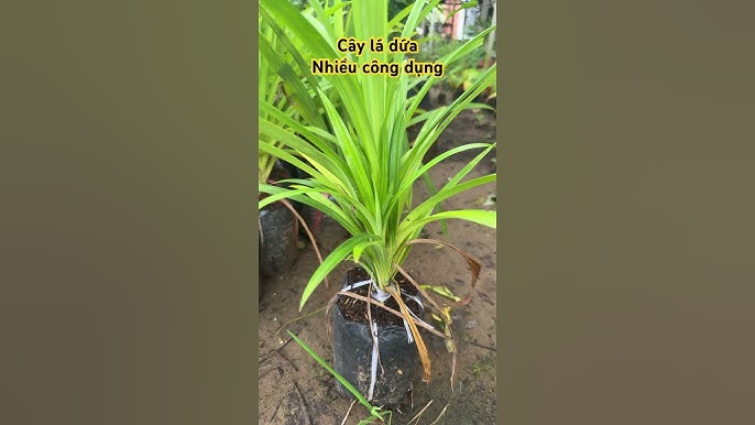 3. Ứng Dụng Trong Làm Đẹp