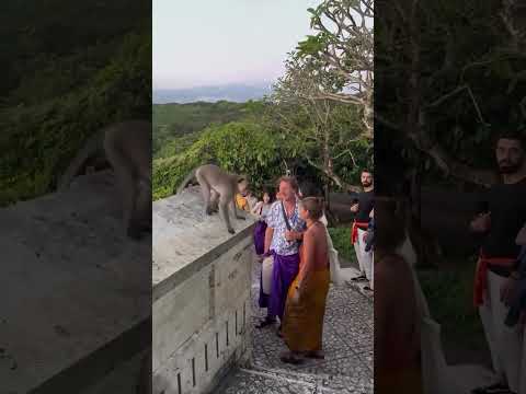 macaco