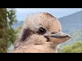 Feeding wild birds in Australia