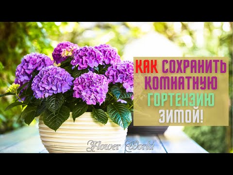 Как сохранить комнатную гортензию зимой!🌺