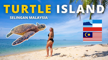 Helping BABY TURTLES on TURTLE ISLAND MALAYSIA! 🇲🇾 (Selingan Island Borneo)