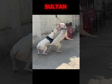 World Biggest Dogo Argentino Sultan Son Of Athena Dogoargentino Dog Puppy Viral Shorts