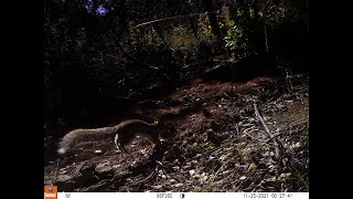 Mamíferos de la sierra de San Miguelito actualizado