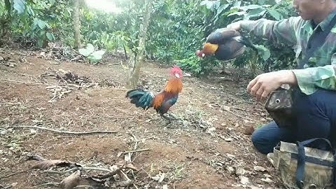 bẫy gà rừng mùng 6 tết . ngày 27/1/2023