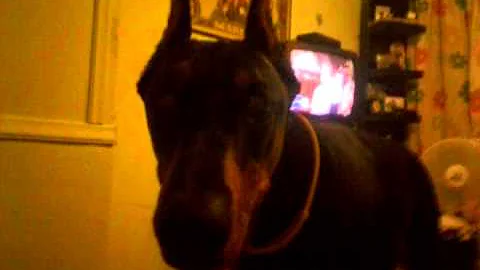 doberman 1.5 years old