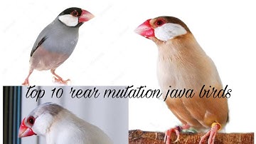 Top 10 expensive java birds mutation. Urdu/Hindi