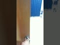 【柴犬】柴犬にドッキリを仕掛ける Shiba Inu is stunned