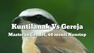 Burung Gereja Vs Kuntilanak. Masteran Cendet 60 Menit Nonstop