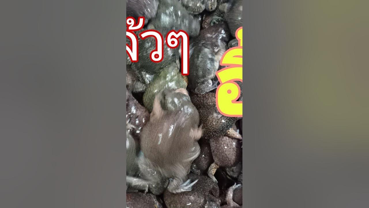 อึ้งบุกตลาดคำเพิ่ม ภูพาน #อึ้งอ่าง #ต้มอึ้ง - YouTube อึ้งบุกตลาดคำเพิ่ม ภูพาน #อึ้งอ่าง #ต้มอึ้ง - Youtube