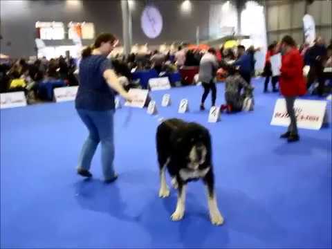 Spanish Mastiff Mastin Espanol On International Show In Brno Youtube