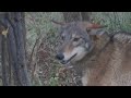 Coyote and fox trapping for beginners