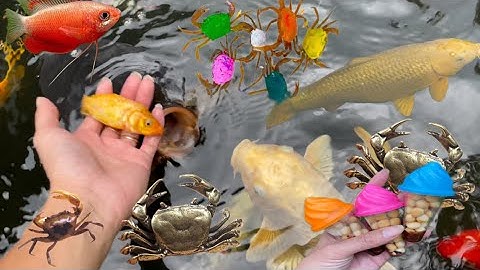 Bắt cá trắm , cá chép ,bảy màu , cá beta , tìm kiếm cá bong bóng ,cá tra chanh, cá molly , rùa ,cua