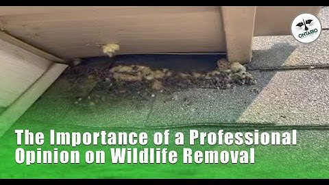 Bats in Attic Inspection in Dunnville - The Importance of a Professional Opinion