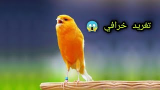 تغريد كناري قمة في الإبداع Canary chirping is the pinnacle of creativity 